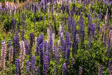Lupins in the field