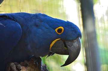 Papegaai in Brazilië van Karel Frielink