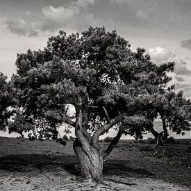 Tree in Lemele by Bo Scheeringa Photography