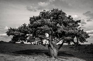 Baum in Lemele