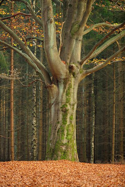 Dicker Baum im Herbst von Merijn van der Vliet