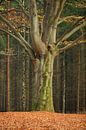 Dicker Baum im Herbst von Merijn van der Vliet Miniaturansicht