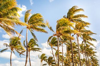 Miami city, summer, palm trees - South Florida, America, United States - photo print- photography