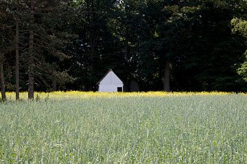 White cottage on the edge of a forest