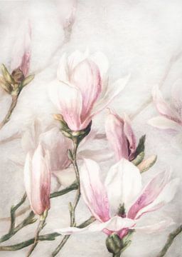 Magnolia by Jacky