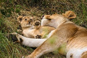 Löwen in der Masai Mara