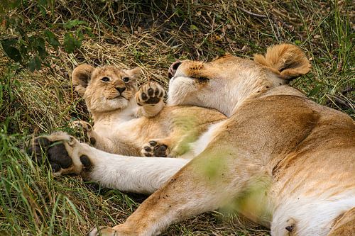 Lions in the Masai Mara