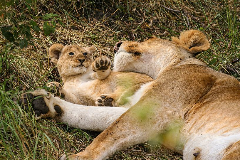 Lions dans le Masai Mara par Roland Brack