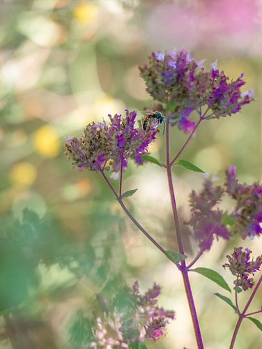 Wilder Majoran mit einer Biene