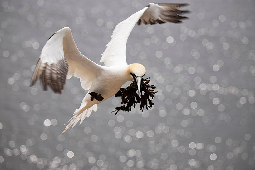 Jan van Gent by Anja Stolwijk