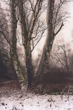 Wolfhezerheide part 159 by Tania Perneel