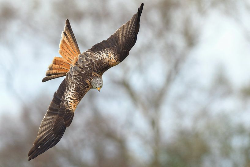 Rode Wouw in duikvlucht in Engeland van Jeroen Stel