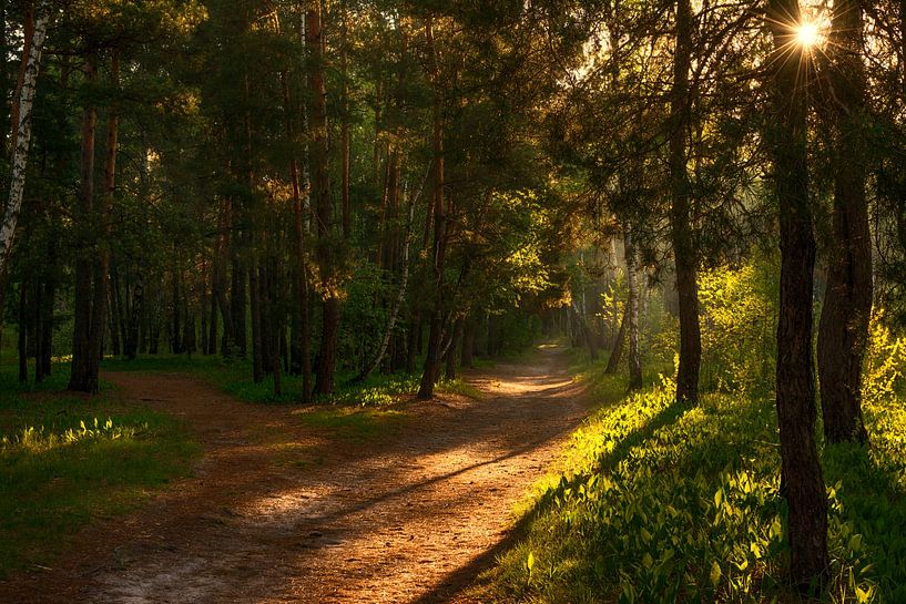 im sonnigen Wald von Mykhailo Sherman