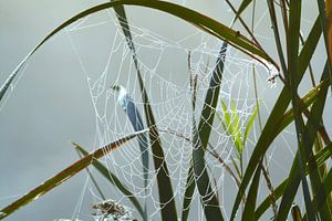 Pflanzen im Morgennebel mit Tau auf Spinnennetz