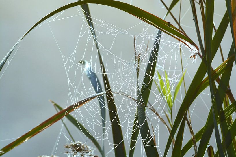 Plants in the morning fog with dew on spider's web by Trinet Uzun