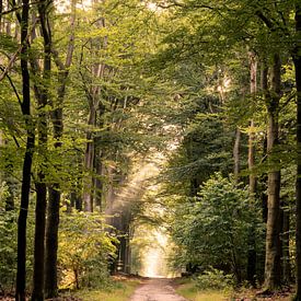 Waldweg von Jacco van der Giessen