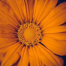 Oranje bloem van Stedom Fotografie