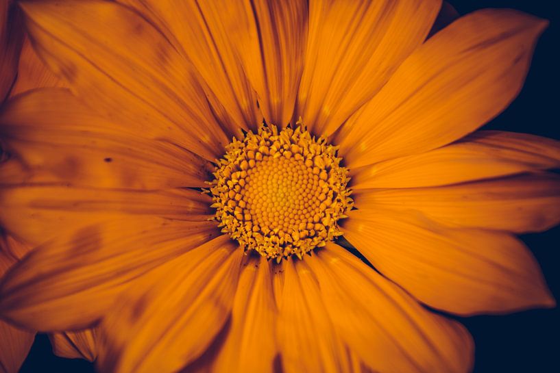 Oranje bloem van Stedom Fotografie