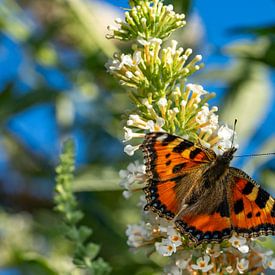 Kleine Fuchs Schmetterling auf einem Flieder von Animaflora PicsStock