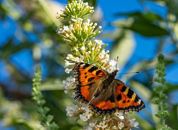 Kleine Fuchs Schmetterling auf einem Flieder von Animaflora PicsStock