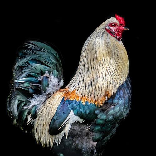Womanizer (Haan) sur Hennie Zeij