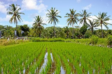 Een rijstveld op Bali in Indonesie van Eye on You