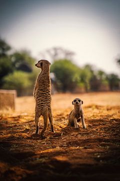 Meerkat in Namibia, Africa by Patrick Groß