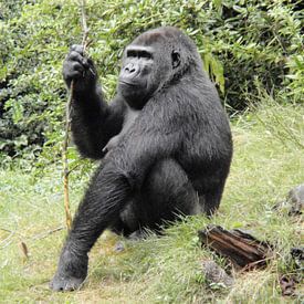 Gorilla van Richard Brinkman
