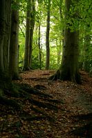 Herfst 7
