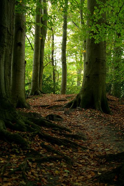 Herfst 7 van Ronald Hulsebos