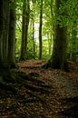 Herfst 7 van Ronald Hulsebos thumbnail