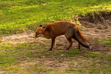 Fox by Merijn Loch