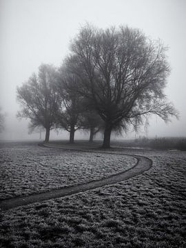 Voetpad langs enkele bomen in de mist