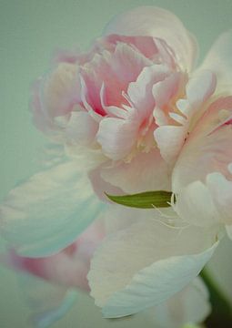 The Peony, its fragile petals and soft colors. by tim eshuis