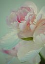 The Peony, its fragile petals and soft colors. by tim eshuis thumbnail