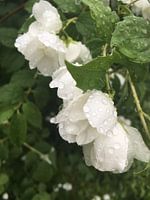 Vallende waterdruppels 