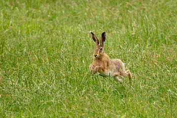 Jumping hare in the grass.
