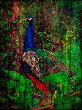 Peacock Rückblick von Dorothy Berry-Lound