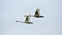 Zwei Schwäne fliegen Seite an Seite