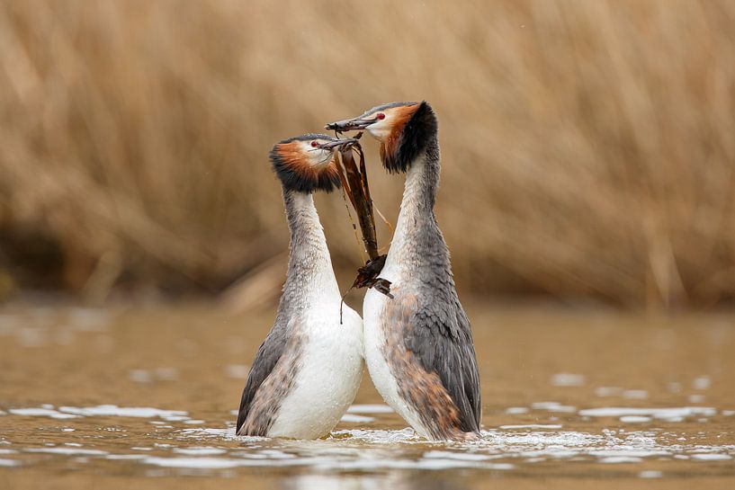 Love birds von Menno Schaefer