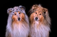 Cheltie, Shetland Sheepdog