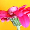 pink gerbera flower van Meleah Fotografie