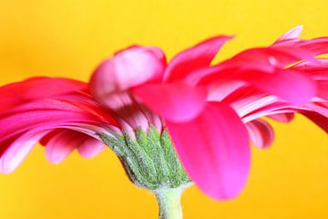 pink gerbera flower van Meleah Fotografie