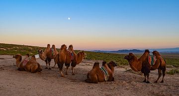 Elsen Tasarkhai, Mongolei von Jarne Buttiens