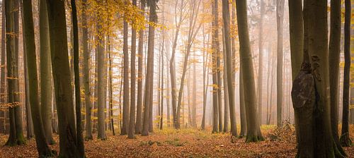 Ontginning in het oude bos