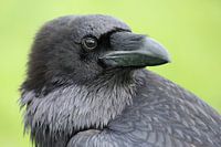 Common Raven (Corvus corax)