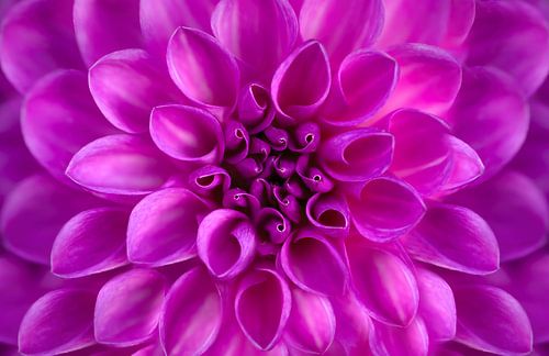 Een dahlia