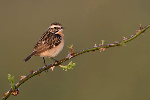 Le tarier des prés ( Saxicola rubetra ) s'assoit à la première lueur d'une vigne de mûres et regarde