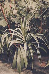 Spiderplant in Tropisch Groen