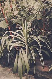 Grünlilie in „Greenery“ von Floortje Louise